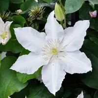 Arborix Clematis 'Gladys Picard' - Bosrank - 50-60 cm in pot: Klimplant met grote, witte bloemen met een lichtgroene streep in het midden van de bloemblaadjes.
