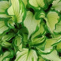 Arborix 6 x Hosta 'Fortunei Albopicta' - Hartlelie Pot 9x9 cm - Blad met Witte Randen