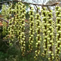 Arborix Stachyurus Chinensis 'Celina' - Staartaar 40-50 cm pot