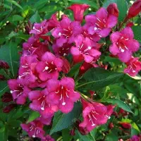 Arborix Weigela 'Eva Rathke' - Weigelia, 50-60 cm in pot: Donkerrode bloemen en een compacte groeiwijze.
