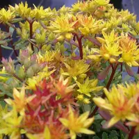 Arborix 6 x Sedum Floriferum 'Weihenstephaner Gold' - Vetkruid pot 9x9cm