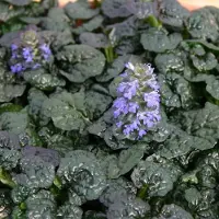 Arborix 6 x Ajuga pyramidalis 'Metallica Crispa' - Kruipend zenegroen pot 9x9 cm