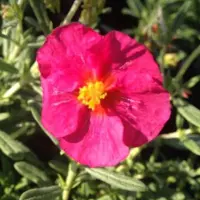 Arborix 6 x Helianthemum 'Ben Hope' - Zonneroosje pot 9x9cm - Rijke bloei, Droogtetolerant