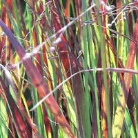 Arborix 6 x Panicum Virgatum 'Heiliger Hain' - Gierst - pot 9 x 9 cm - Prachtig Verkleurend Vingergras
