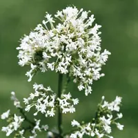 Arborix 6x Centranthus ruber 'Snow Cloud' Pot 9x9cm - Witbloeiende Vaste Plant voor de Tuin