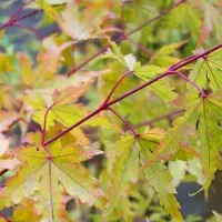 Arborix Acer Palmatum 'Sangokaku' (= 'Senkaki') - Kleine Japanse esdoorn 50-60 cm pot
