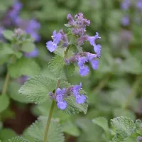 Arborix 6 x Nepeta Faassenii - Kattekruid pot 9x9cm