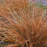 Arborix 6x Carex testacea 'Prairie Fire' Pot 9x9cm - Siergras voor tuin en border