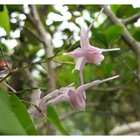 Arborix 6 x Epimedium Grandiflorum - Elfenbloem pot 9x9cm