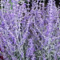 Arborix Perovskia Atriplicifolia 'Little Spire' - Reuzelavendel 'Little Spire' 30-40 cm pot
