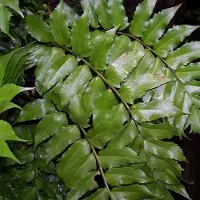 Arborix 6 x Cyrtomium Falcatum - Ijzervaren Pot 9x9 cm - Wintergroene Varen
