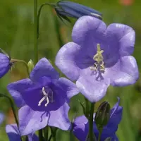 Arborix 6 x Campanula Persicifolia 'Grandiflora Coerulea ' - Breedbladig Klokje pot 9x9cm