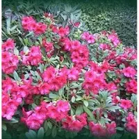 Arborix Rhododendron 'Elizabeth' - Rhododendron 20-30 cm pot