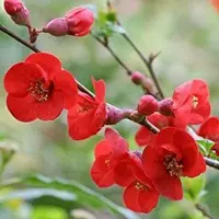 Arborix Chaenomeles Superba 'Fire Dance' - Dwergkwee - 30-40 cm pot: Struik met helderrode bloemen in het voorjaar, gevolgd door geel fruit.