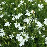 Arborix 6 x Dianthus Deltoides 'Albiflorus' - Steenanjer Pot 9x9 cm - Witbloeiende Rotsplant