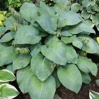 Arborix 3 x Hosta 'Blue Umbrellas' - Hartlelie pot 9x9cm