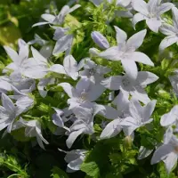 Arborix 6 x Campanula Poscharskyana 'E.H. Frost' - Klokje - Pot 9x9cm - Uitbundige bloei met witte bloemen