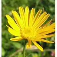 Arborix 6 x Buphthalmum Salicifolium - Koeienoog Pot 9x9 cm - Zonnegele Bloemen