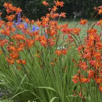 Arborix 6 x Crocosmia 'Emily Mckenzie' - Montbretia Pot 9x9 cm - Oranjerode Bloemen