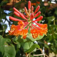 Arborix Lonicera Brownii 'Dropmore Scarlet' - Kamperfoelie - 50-60 cm in pot: Klimplant met felrode bloemen, aantrekkelijk voor bijen en vlinders.