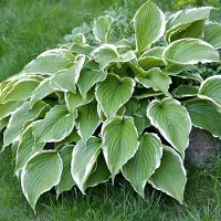 Arborix 6 x Hosta 'Francee' - Hartlelie Pot 9x9 cm - Bonte bladeren