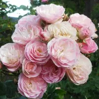 Arborix Rosa 'Bouquet Parfait' - Prachtige rozen voor in de tuin