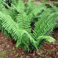 Arborix 6 x Dryopteris Wallichiana - Mannetjesvaren Pot 9x9cm - Winterharde Varen