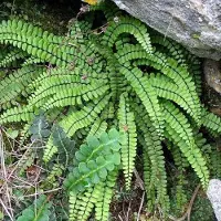 Arborix 6 x Asplenium Trichomanes - Steenbreekvaren Pot 9x9 cm - Kleine Groene Varen