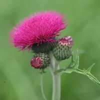 Arborix 6x Cirsium rivulare 'Atropurpureum' Pot 9x9cm - Prachtige vaste plant voor in de tuin