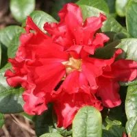 Arborix Rhododendron 'Scarlet Wonder' - 20-30 cm in pot: Schitterende felrode bloemen op een compacte struik.