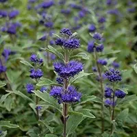 Arborix Caryopteris Clandonensis Grand Blue (' Inoveris') - Blauwe Spirea 30-40 cm in pot