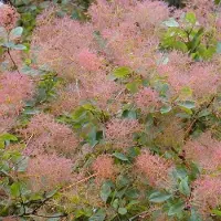 Arborix Cotinus coggygria - Pruikenboom - 40-60 cm in pot: Sierstruik met uniek, rookachtig bloempluimen in de zomer.