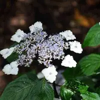Arborix Hydrangea Serrata 'Intermedia' - Hortensia 25-30 cm in pot