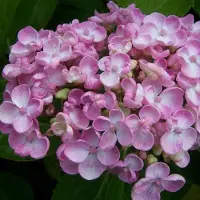 Arborix Hydrangea Macrophylla 'Ayesha' - Hortensia 25-30 cm in pot