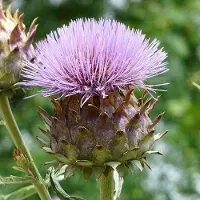 Arborix 6 x Cynara Scolymus - Artisjok Pot 9x9 cm - Eetbare Distelplant