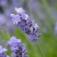 Arborix 6 x Lavandula Munstead - Lavendel pot 9x9cm