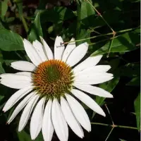 Arborix 6 x Echinacea Purpurea 'White Swan' - Zonnehoed pot 9x9cm