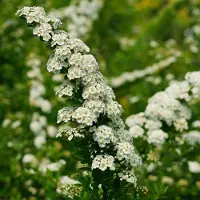 Arborix Spiraea Nipponica 'Snowmound' - Spierstruik 30-40 cm pot