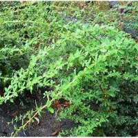 Arborix Berberis Thunbergii 'Green Carpet' - Zuurbes 25-30 cm in pot