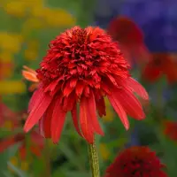 Arborix 6x Echinacea purpurea 'Hot Papaya' Pot 9x9cm - Prachtige bloem voor in de tuin