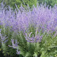 Arborix Perovskia 'Blue Spire' - Blauwspirea 30-40 cm in pot