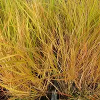 Arborix 6x Calamagrostis arundinacea 'Sirocco' Pot 9x9cm - Siergras voor tuin en border