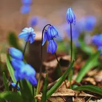 Arborix 6x Scilla Siberica Pot 9x9 cm - Prachtige voorjaarsbloeiende planten voor in de tuin