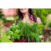 Arborix Kruidentuin - 6 soorten kruidenplanten: Maggi, Munt, Citroenmelisse, Curry, Rozemarijn, Tijm - herbs - kruidenplanten - tuinplanten