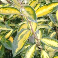 Arborix Elaeagnus ebbingei 'Limelight' - Olijfwilg 30-40 cm in pot