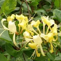 Arborix Lonicera Periclymenum 'Sensation' - Kamperfoelie - 50-60 cm in pot: Geurige klimplant met paars-rode bloemen.