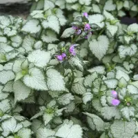 Arborix 6 x Lamium Maculatum 'Beacon Silver' - Dovenetel pot 9x9cm