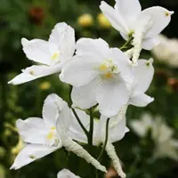 Arborix 6 x Delphinium 'Casa Blanca' - Ridderspoor Pot 9x9 cm - Witbloeiende Tuinplant