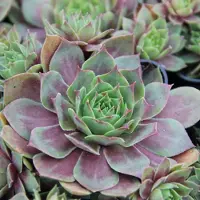 Arborix 6 x Sempervivum 'Othello'- Huislook pot 9x9cm