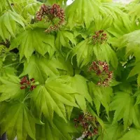 Arborix Acer Shirasawanum 'Aureum' - Gele esdoorn 25-30 cm pot